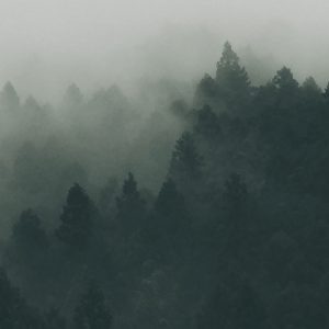 Forest Trees